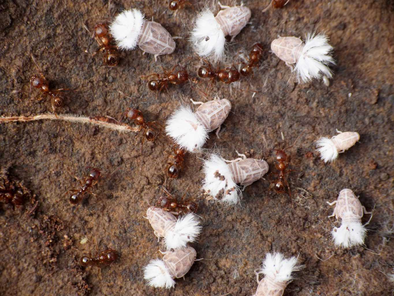 Reptalus sp. ospiti delle formiche Myrmica sp. da Tolfa (RM)